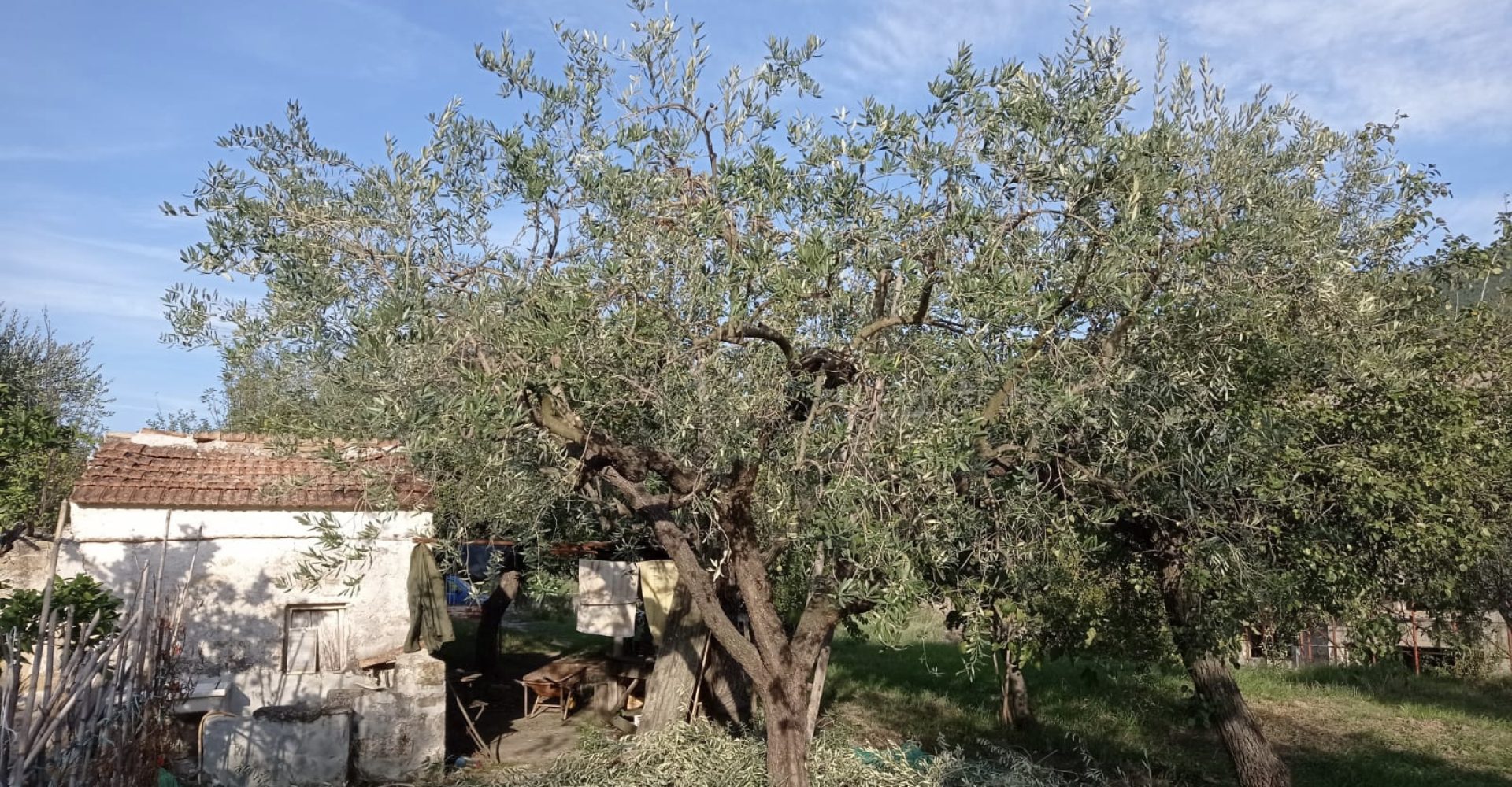 frantoio sessa aurunca Viver