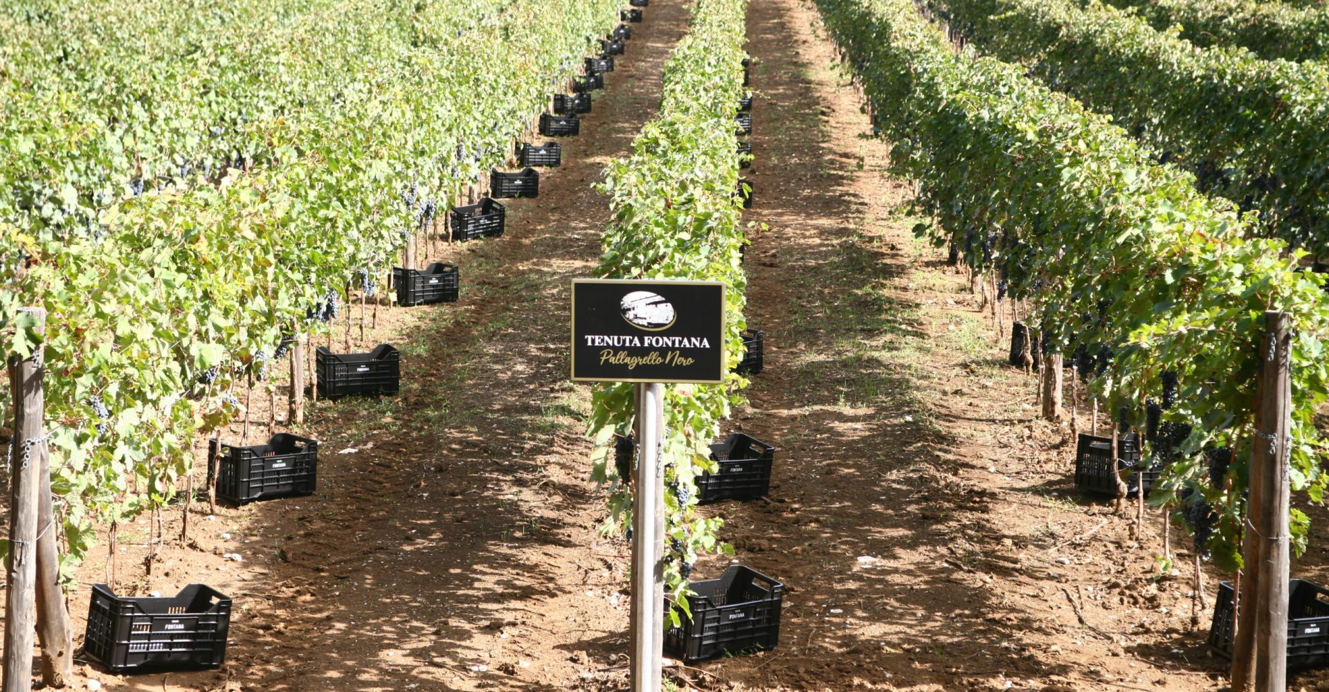 tenuta del re pallagrello